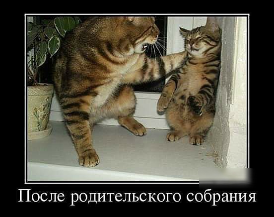 После родительского собрания
