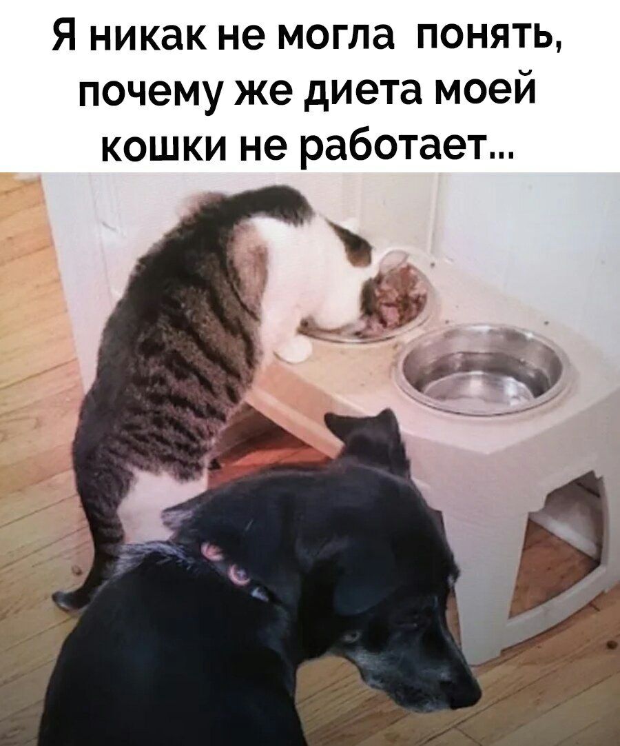 Я никак не могла понять почему же диета моей кошки не работает