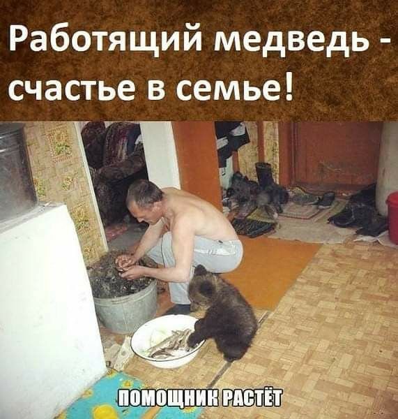 Работящий медведь счастье в семье