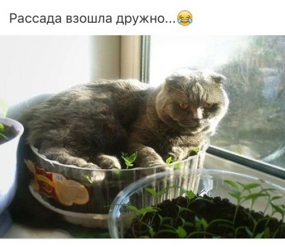 Рассада взошла дружное пм