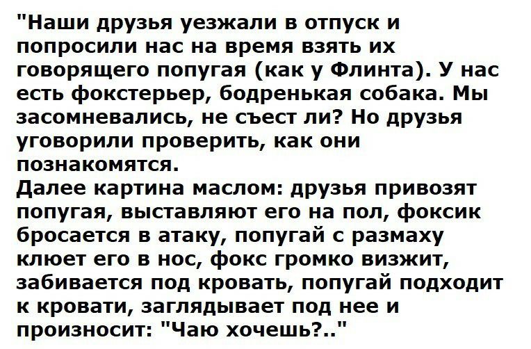Наши друзья уезжали в отпуск и попросили нас на время взять их говорящего попугая как у Флинта У нас есть фокстерьер бодренькая собака Мы засомневались не съест ли Но друзья уговорили проверить как они познакомятся далее картина маслом друзья привозят попугая выставляют его на пол фоксик бросается в атаку попугай с размаху клюет его в нос фокс громко визжит забивается под кровать попугай подходит 
