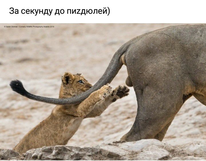 За секунду до пиидюлей ни