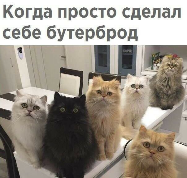 Когда просто сделал себе бутерброд Ё