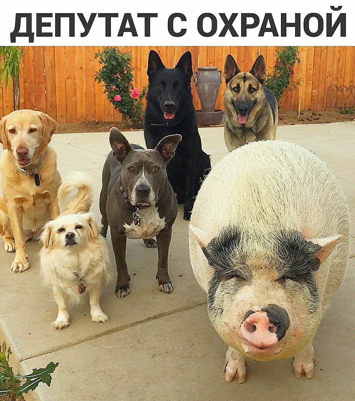 ДЕПУТАТ С ОХРАНОИ _