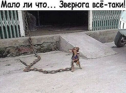 Мало ли что Зверюга всё таки