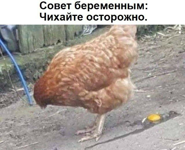 Совет беременным Чихайте осторожно