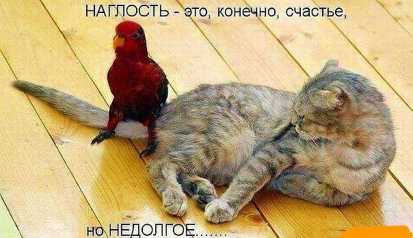 НАГЛОСТЬ 3919 конечно счастье