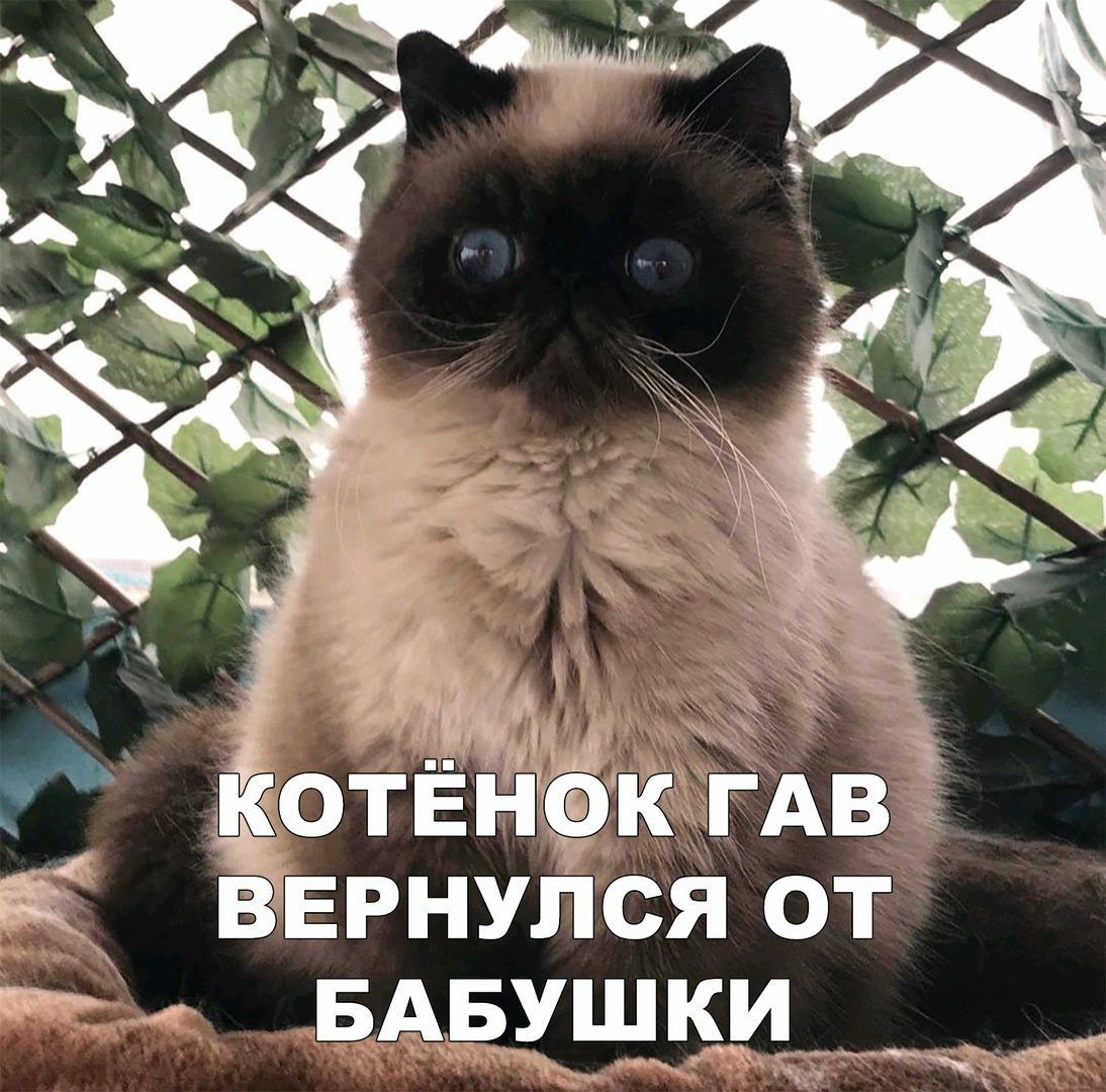 ёОТЕНёК ГАВ а ВЕРНУПСЯ от БАБУЩКЦ дин