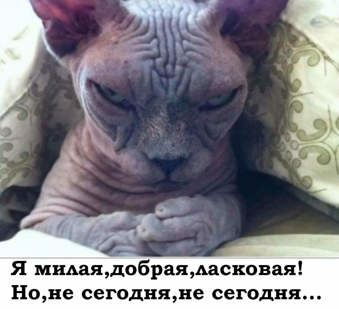 Я мидаядобраядасковая Ноне сегодняне сегодня