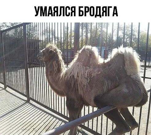 Умаялся бродяга
