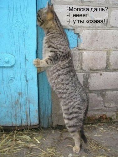Молокёдашь Неееет