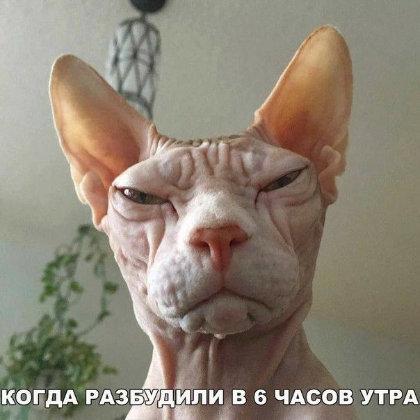 В 6 ЧАСОВ УТРА