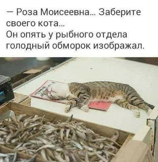 Роза Моисеевна Заберите своего кота Он опять у рыбного отдела голодный обморок изображал