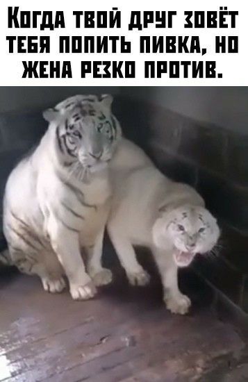 Кпгдп ТВПЙ дРНГ ПВЁТ ТЕБЯ ПППИТЬ ПИВКП НП ЖЕНП РЕЗКП ПРПТИВ 53 4 3