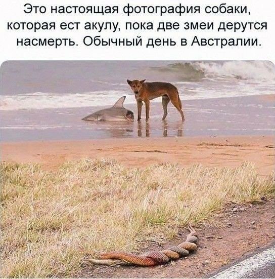 Это настоящая фотография собаки которая ест акулу пока две змеи дерутся насмерть Обычный день в Австралии