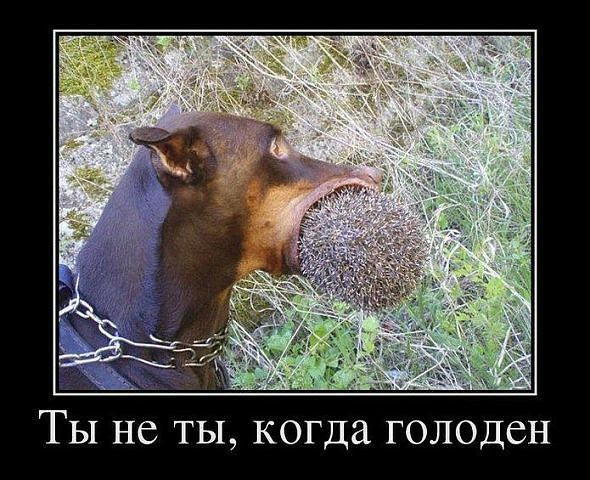 Ты не ты когда голоден