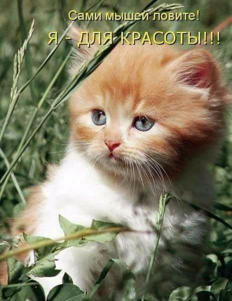 Сами мьщейпо_вите _ _