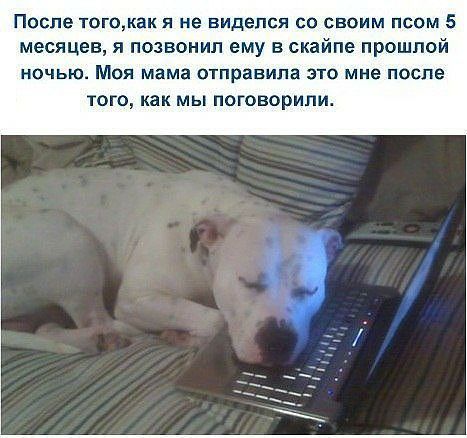 После тогокакя не виделся со своим псом 5 месяцев я позвонил ему в скайпе прошлой ночью Моя мама отправила это мне после того как мы поговорили