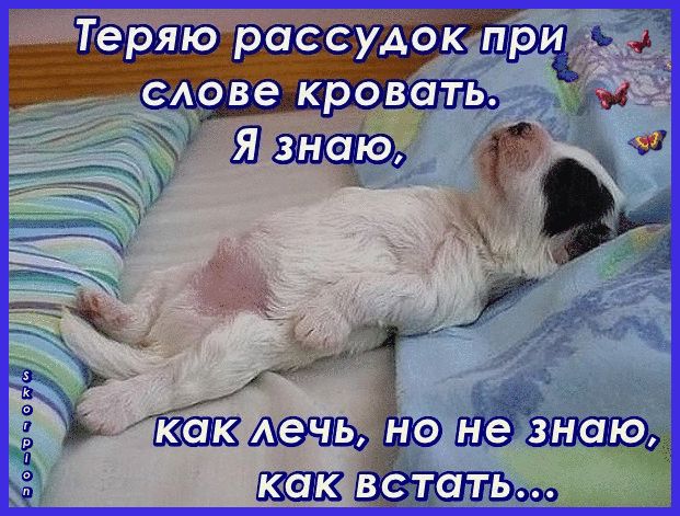 Штеряю рассудокатри