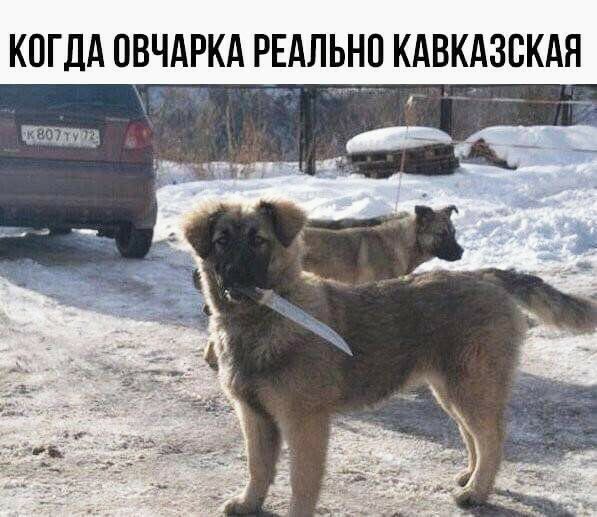 КОГДА ОВЧдРКА РЕАЛЬНО КАВКАЗВКАЯ