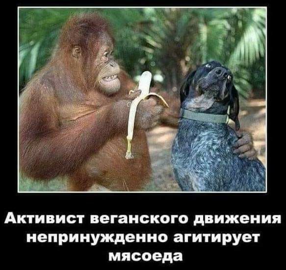Активист веганского движения непринужденно агитирует мясоеда