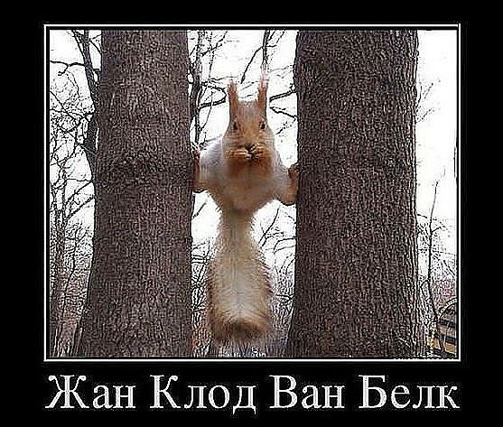 Жан Клод ВаНБелк
