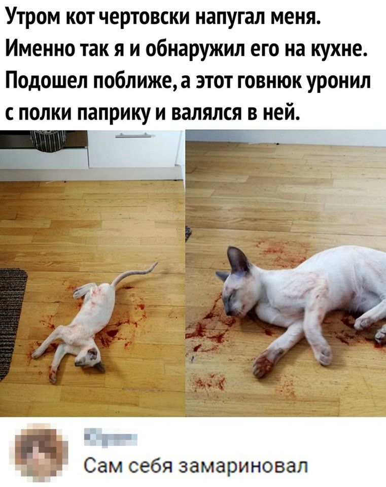 Утром кот чертовски напугал меня Именно так я и обнаружил его на кухне Подошел поближе а этот говнюк уронил с полки паприку и валялся в ней __ Сам себя замариновал