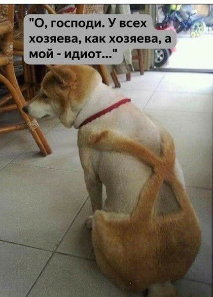 О господи У всех хозяева как хозяева а мой идиот