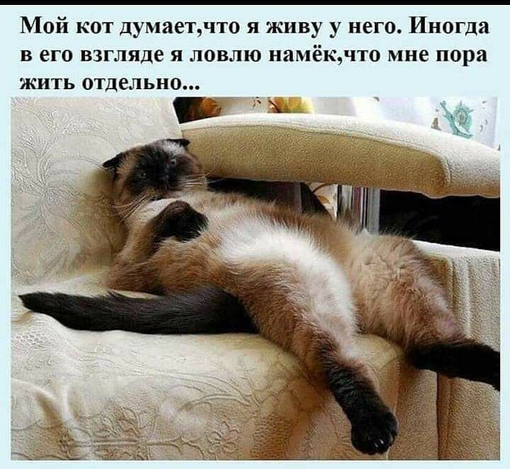 Мой кот думаетчто я живу у него Иногда в его взгляде я ловлю намёкчто мне пора жить отдельно ственника гоните его в шею это не настоящий сантехник
