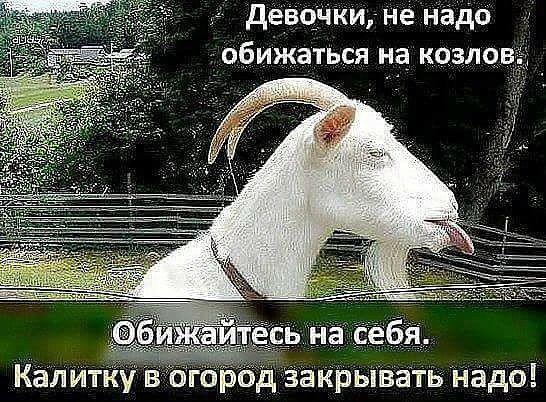 дёвччііишенадо обижаться на коз