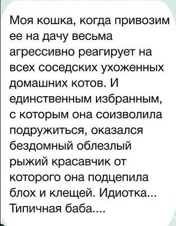 Моя кошка, когда привозим ее на дачу весьма агрессивно реагирует на всех соседских ухоженных домашних котов. И единственным избранным, с которым она соизволила подружиться, оказался бездомный облезлый рыжий красавчик от которого она подцепила блох и клещей. Идиотка... Типичная баба....