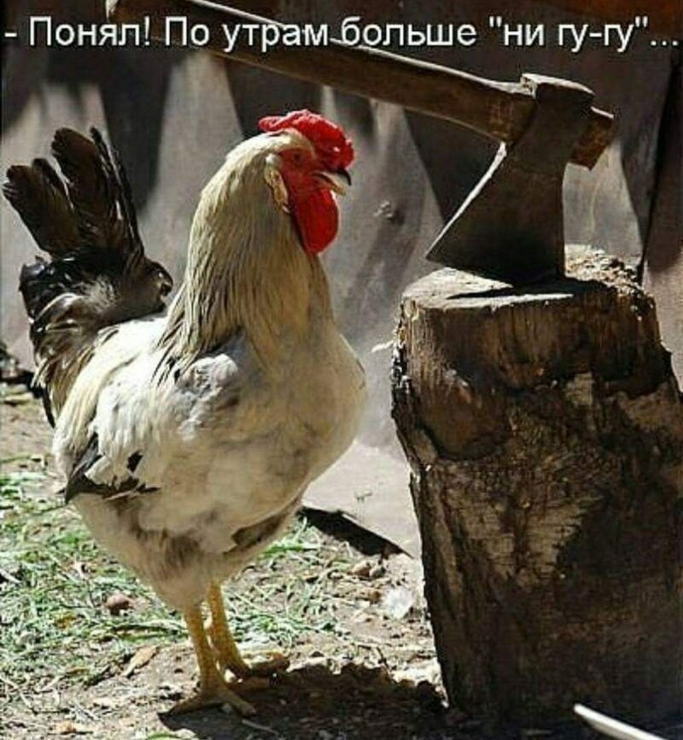 поня'п! По утрамбольше 
