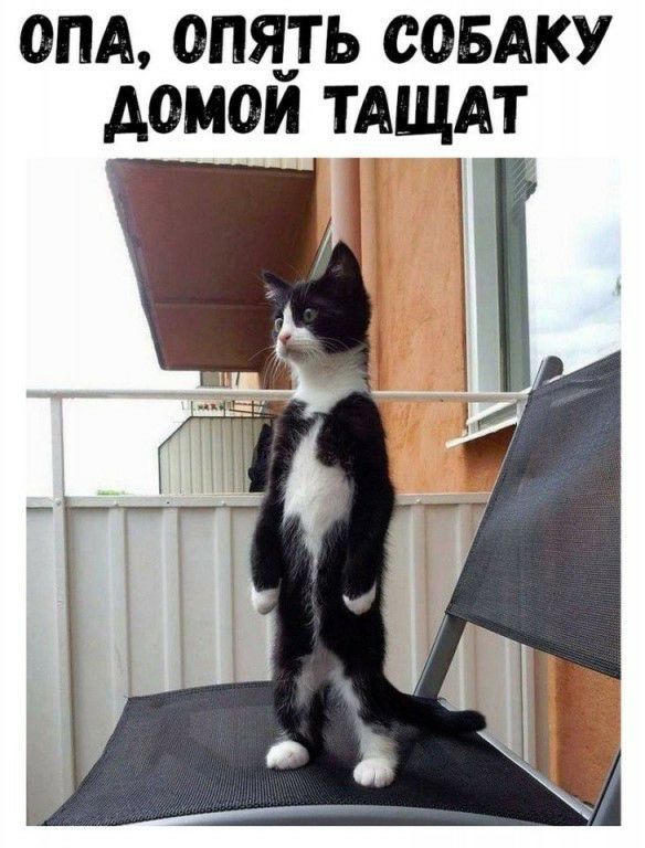 Опа, спять собаку домой таща 1