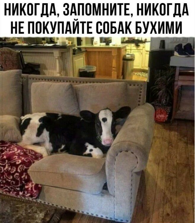 НИКОГДА ЗАПОМНИТЕ НИКОГДА НЕ ПОКУПАЙТЕ ООБАК БУХИМИ