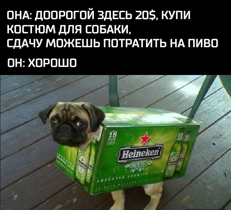 ОНА ДООРОГОЙ ЗДЕСЬ 2О КУПИ КОСТЮМ ДЛЯ СОБАКИ ЕДАЧУ МОЖЕШЬ ПОТРАТИТЬ НА ПИВО ОН ХОРОШО