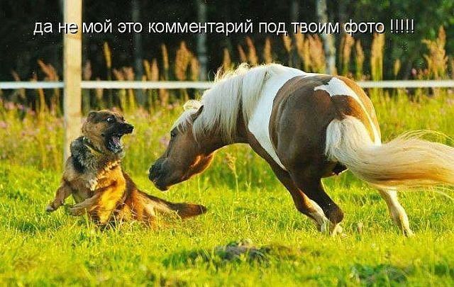 фон да мой это комметарий подтво