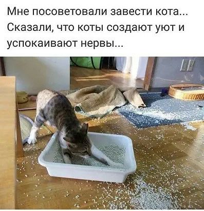 Мне посоветовали завести КОТЭ СКЭЗЗЛИ ЧТО КОТЫ СОЗДВЮТ УЮТ И успокаивают нервы