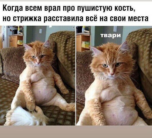 Когда всем врал про пушистую кость, но стрижка расставила всё на свои места