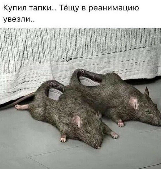 Купил тапки Тёщу в реанимацию увезли