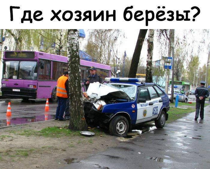 Где хозяин берёзы