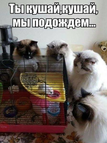 пил_ _ мы