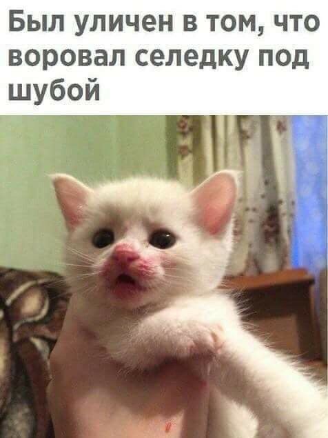 Был уличен в том что воровал селедку под