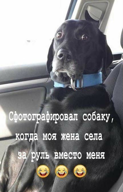 Риомрафировал собаку гда моя жена села идёшь вместо меня 24 1 _