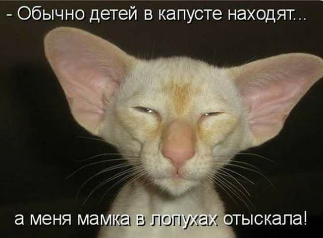 Обычно детей в капусте находят а меня ма миа в попуа тыскапа