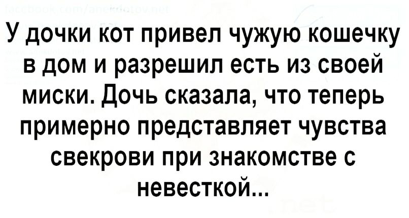 У дочки кот привел чужую кошечку в дом и разрешил есть из своей миски Дочь сказала что теперь примерно представляет чувства свекрови при знакомстве с невесткой