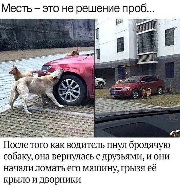 Месть это не решение проб и После того как водитель пнул бродячую собаку она вернулась с друзьями и они начали ломать его машину грызя её крыло и дворники