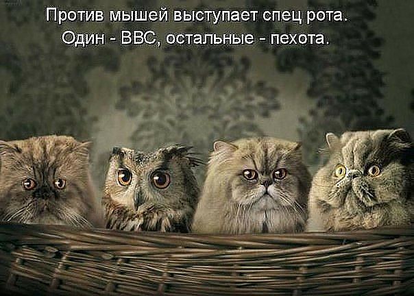 Против мышей выступает спец рота. Один  ввс, остальные  пехота,