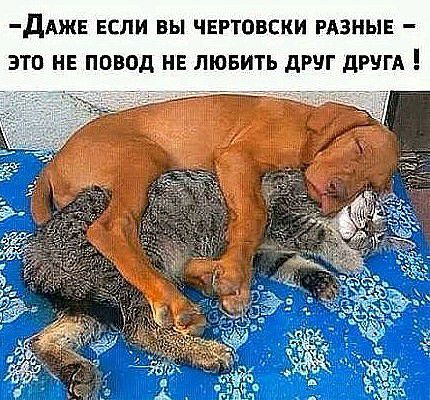 дАЖЕ ЕСЛИ ВЫ ЧЕРТОВСКИ РАЗНЫЕ ЭТО НЕ ПОВОД НЕ ЛЮБИТЬ дРЧГ дРУГА