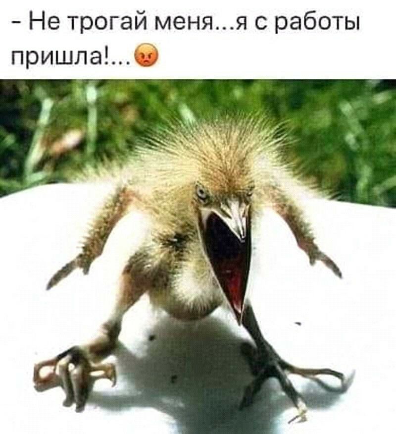 Не трогай меняя с работы пришлачэ