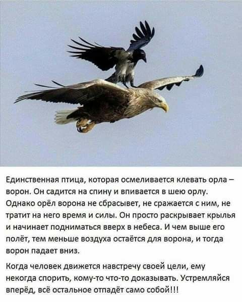 Единсгвенная птица которая осмеливается клевать орла варон Он садится на спину и впивается шею орлу Однако орел ворона не сбрасывет не сражается с ним не тратит на него время и силы ом просто раскрывает крылья и начинает подниматься вверх в небеса И чем выше его поле тем меньше воздуха от тся для ворона и тогда ворон падает вииэ Когда человек движется навстречу своей цели ему некогда спорить кому 
